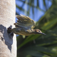 Fernandina's Flicker